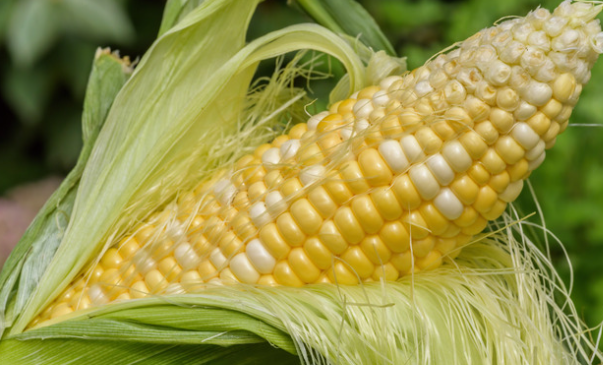 What are the benefits of corn silk for skin.png